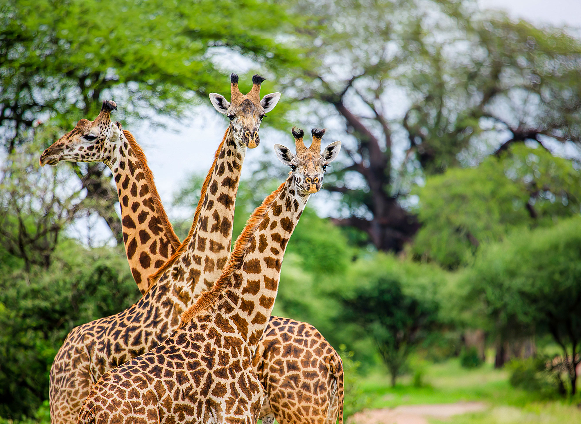 3 Days 2 Nights Tented Camp Tanzania Safari
